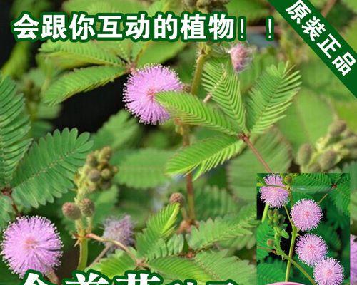 摩尔庄园手游攻略（打造专属摩尔庄园，获取含羞草好伙伴）