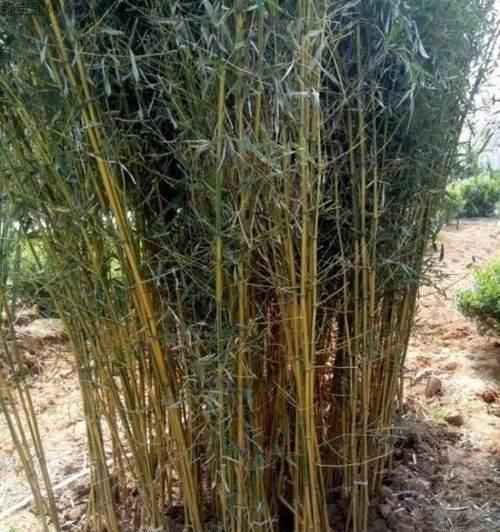 新笑傲江湖手游黄竹获取攻略（一步步教你如何获得强力角色黄竹）