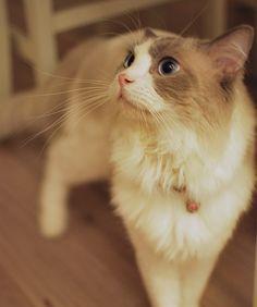 神铃铛猫神也能被萌到（探究萌妹力量在游戏中的魅力）