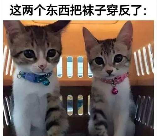 神铃铛猫神也能被萌到（探究萌妹力量在游戏中的魅力）