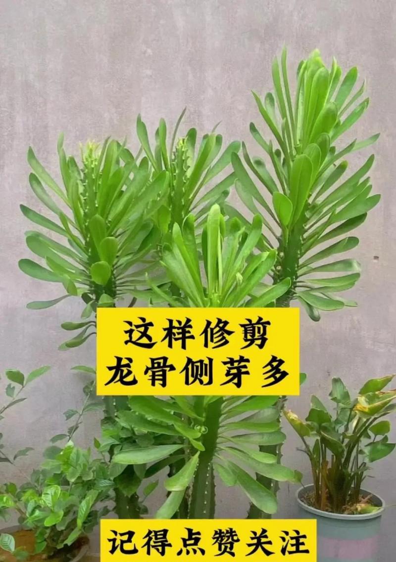 完美世界中龙骨有何用途？如何有效利用龙骨？