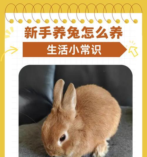 地下城中如何正确种植和养殖兔子？